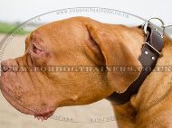 Super Strong 2 In Wide Leather Dog Collar for French Mastiff