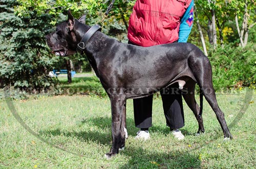 Leather Dog Collar for Great Dane