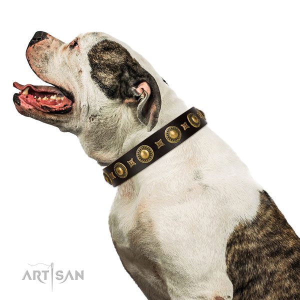 American Bulldog Leather Dog Collar Brown