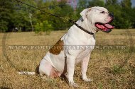 "Large Snake" Stylish Leather American Bulldog Choke Collar 0.5 In Width