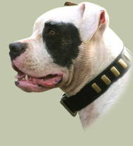 American Bulldog Accessories: Leather Dog Collars UK Best Style