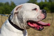 Reliable Collar For American Bulldog "Bossy" 1.2" For Daily Activities