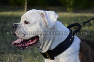 "Easy Control" Agitation Dog Collar For American Bulldog With Handle