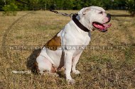 "Easy Use" Best Dog Collar For American Bulldog Walk And Training