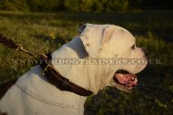 "VIP Class Doggy" Best Dog Collar For American Bulldog With Braided Design