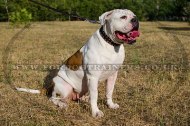 "Loving Heart" Exclusive Leather Dog Collar For American Bulldog