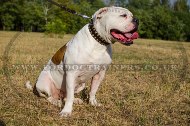 "Gift From Egypt" Fascinating Leather Dog Collar For American Bulldog