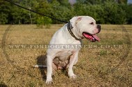 "Luxury" Fascinating Dog Collar For American Bulldog With Brass Studs