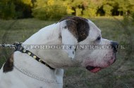 "Celestial Sphere" Best Dog Collar For American Bulldog With Brass Studs