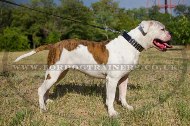"Premium Finery" Extra Durable Collar For American Bulldog With Luxurious Studs