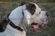 Premium Leather Dog Collar For American Bulldog Luxurious Design