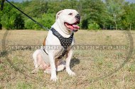 "Jewel" Exclusive American Bulldog Harness UK Adorned With Pyramids