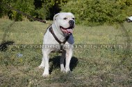 "Daily Walk" High-Quality Leather Dog Harness For American Bulldog UK