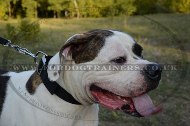 "Modesty" Multifunctional 2 Ply Nylon Collar For American Bulldog