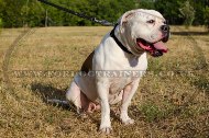 "Reliable Grip" Strong Nylon Dog Collar For American Bulldog