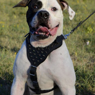 American Bulldog Harness with Luxury Spiked Design