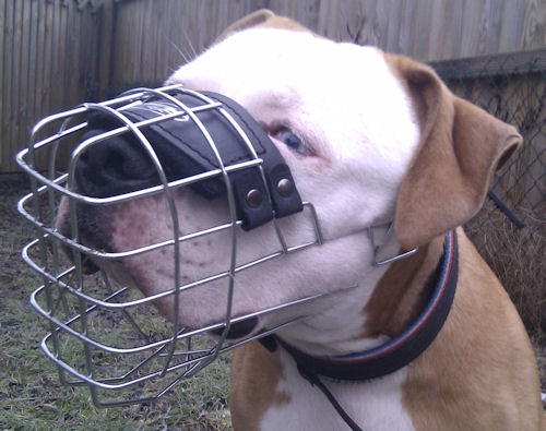 American Bulldog muzzle