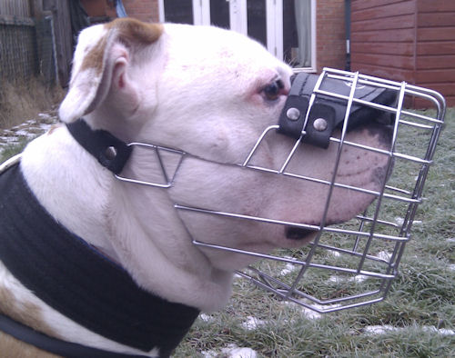 American Bulldog muzzle