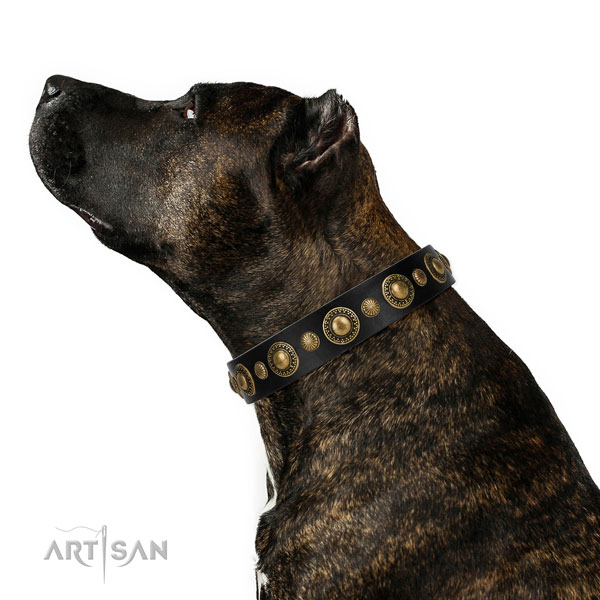 Amstaff black leather buckle dog collar