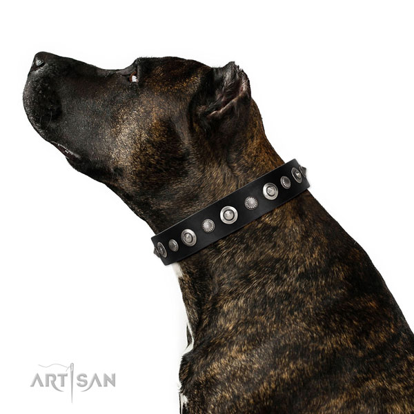 Buy Collars for Staffordshire Bull Terrier Online UK