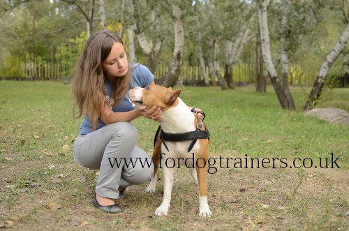 leather dog harness