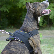 Best Nylon Dog Harness UK