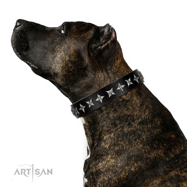 Amstaff Collars for Sale UK