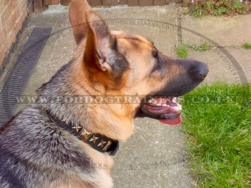 Handmade Dog Collar for GSD