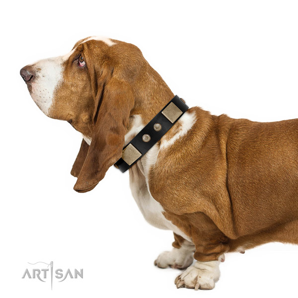 Studded Dog Collar for Basset Hound