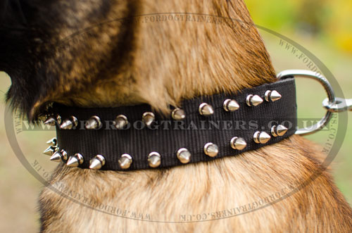 adjustable dog collar for Malinois