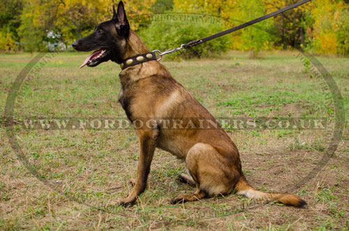 best Belgian Malinois collar UK