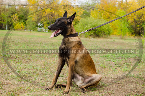 belgian malinois collars in UK