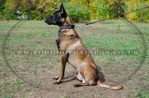 designer dog collars for Belgian Malinois