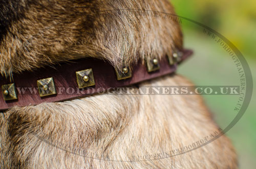 buy dog collar 1