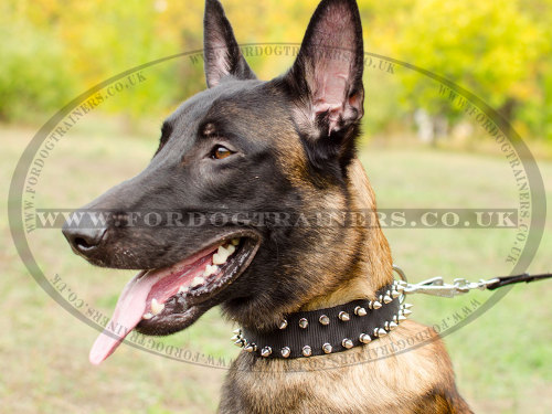 Belgian Malinois Dog Collar with Spikes