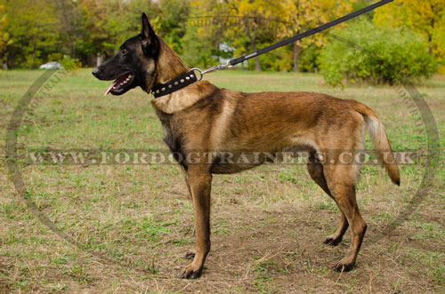 malinois dog walking