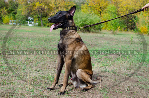 leather dog collar for Belgian Malinois