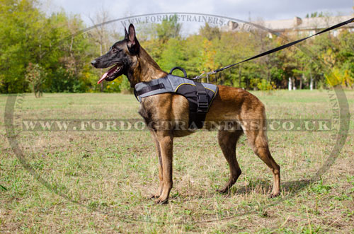 Belgian Malinois winter dog vest harness buy online UK