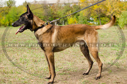 Nylon dog collar with metal clasp for Belgian Malinois