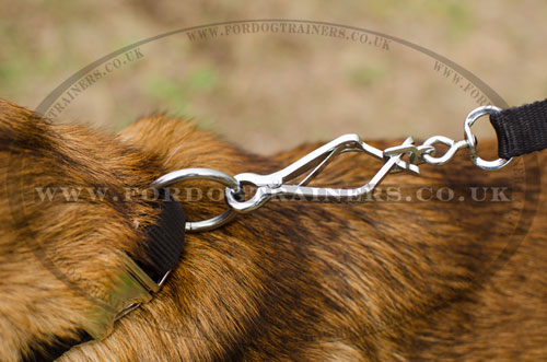 quick release nylon dog collar for Belgian Malinois