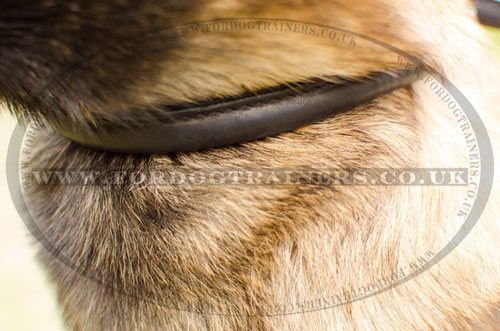 buy rolled leather choke dog collar for Belgian Malinois UK
