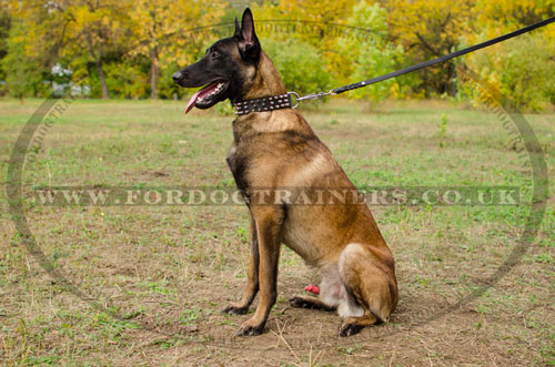 buy belgian malinois collar UK