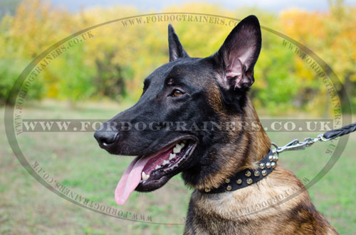 buy studded dog collar for Belgian Malinois