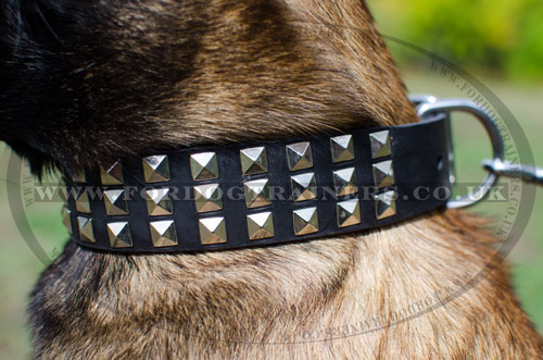 uk dog collars