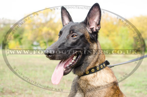 belgian shepherd malinois collar online