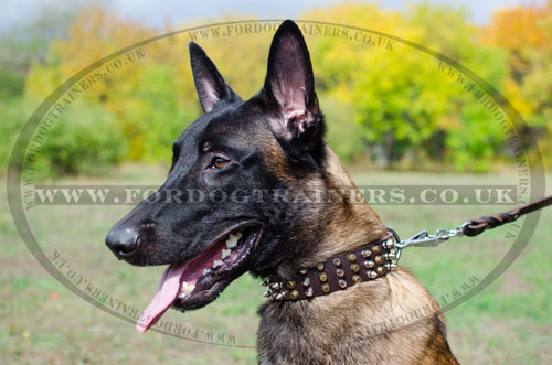 buy gorgeous dog collar for Malinois UK