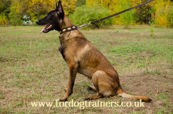 Belgian Shepherd Malinois