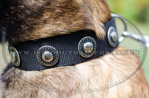 New dog collars
