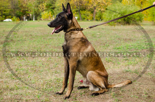 Belgian Shepherd Malinois UK