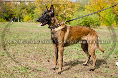 Belgian Shepherd Malinois buy online